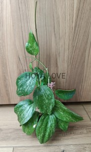 Hoya macrophylla snow queen