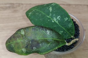 Hoya rintzii borneo 