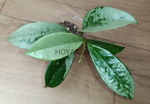 Hoya AH074 (klon 2)