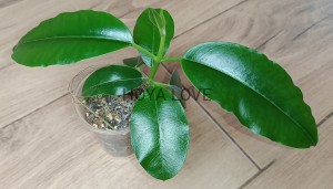 Hoya imperialis palawan