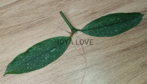 Hoya multiflora speckles