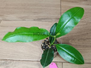 Hoya imperialis mosaik