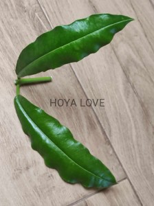 Hoya imperialis mosaik