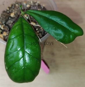 Hoya deykeae