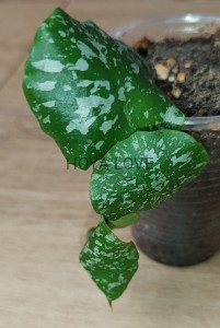 Hoya imbricata