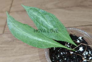 Hoya nicholsoniae new guinea ghost