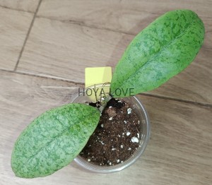 Hoya forbesii silver
