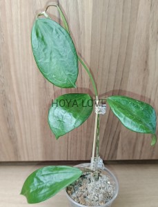 Hoya sp. mount rimau