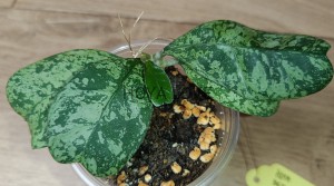 Hoya deykeae Morning Dew