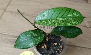 Hoya sp. Gunung Gading Ghost Silver