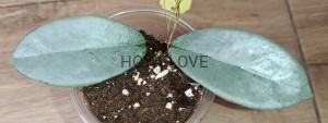 Hoya carnosa nova ghost (green form h. argentea princess)