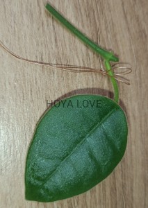 Hoya lauterbachii