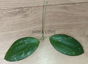Hoya belladona