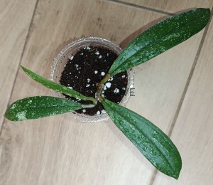 Hoya rigidifolia splash