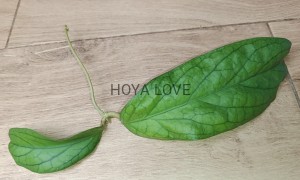 Hoya golden eye