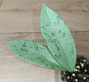Hoya pubicalyx pink silver ghost