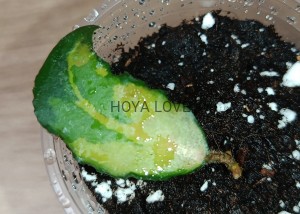 Hoya caudata variegata