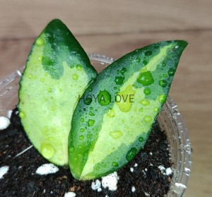 Hoya caudata variegata