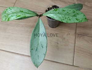 Hoya pubicalyx pink silver ghost