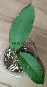 Hoya sp. gunung gading
