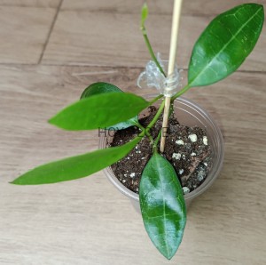 Hoya elliptica