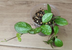 Hoya collina= IR26