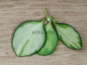 Hoya heuschkeliana variegata