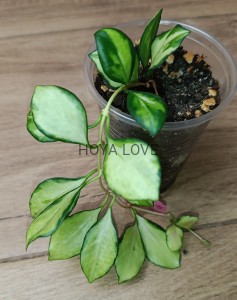 Hoya heuschkeliana variegata