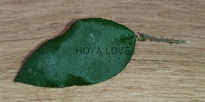 Hoya caudata sumatra