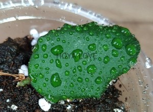 Hoya caudata white flower