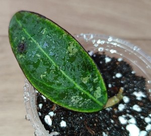 Hoya rintzii borneo 