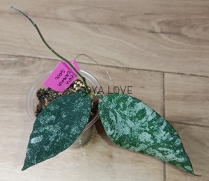 Hoya caudata gold