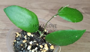 Hoya caudata sumatra