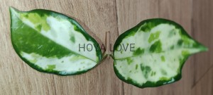 Hoya madara GE green edge