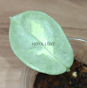 Hoya carnosa argentea princess