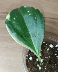 Hoya pachyclada albomarginata