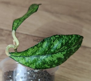 Hoya crassipetiolata splash