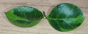 Hoya obcura albomarginata