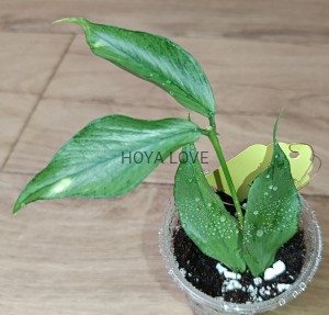 Hoya polyneura broget