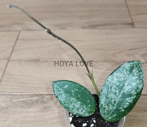 Hoya carnosa wilbur graves
