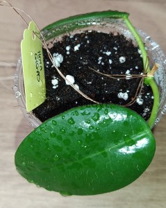 Hoya gigas