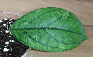 Hoya larisa