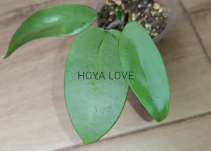 Hoya silver dollar