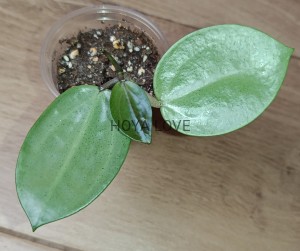Hoya verticillata silver