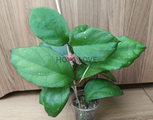 Hoya priktai
