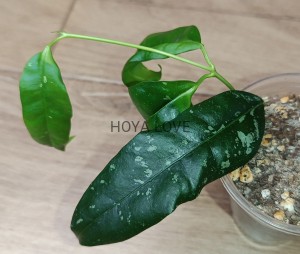 Hoya mappigera sabah (yellow corona)