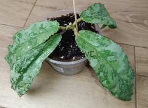 Hoya undulata silver