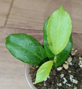 Hoya obscura cryptic chrome