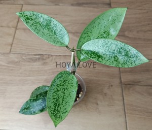 Hoya silver dollar