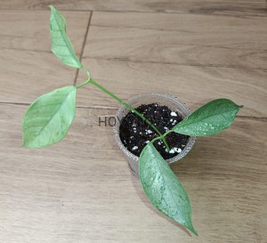  Hoya coriacea silver